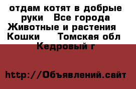 отдам котят в добрые руки - Все города Животные и растения » Кошки   . Томская обл.,Кедровый г.